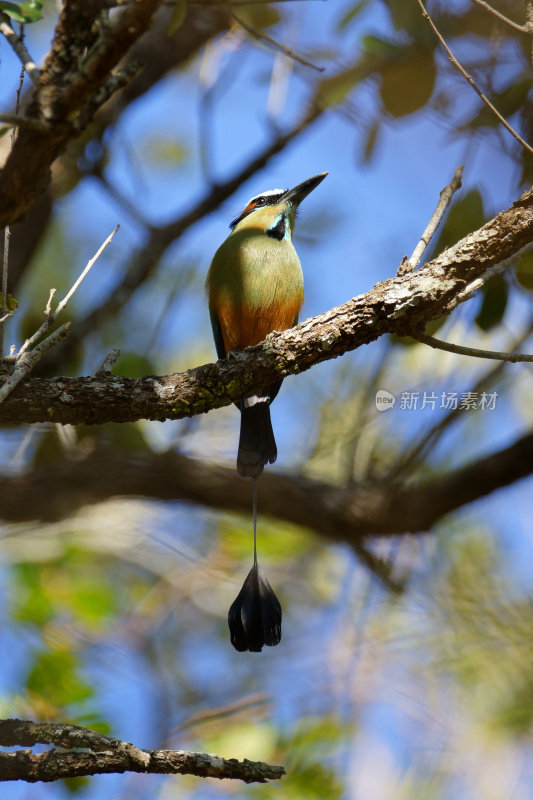 Turquoise-browed motmot